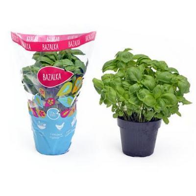 BAZALKA V KVETINÁČI