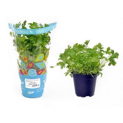 KORIANDER V KVETINÁČI