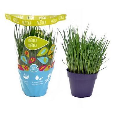 PAŽITKA V KVETINÁČI